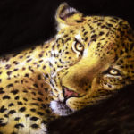 Leopardo